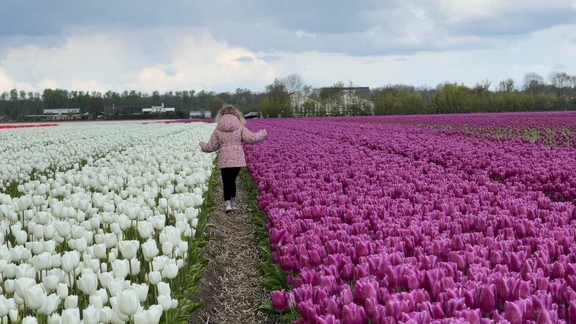 A young girl walks a path through a field of vibrant purple and white tulips with a distant building in the background.