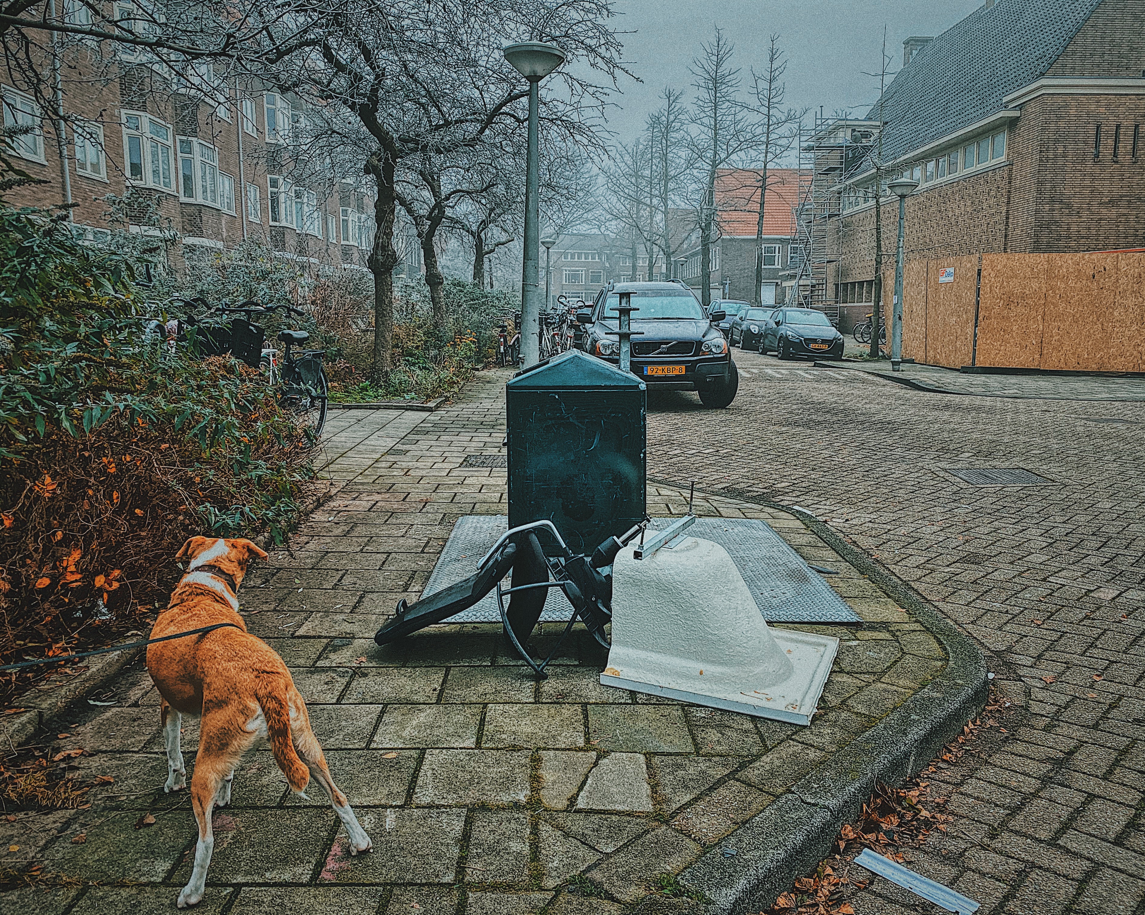 A tan dog stands on a cobblestone street next to a waste bin with the license plate “97-BBP”.