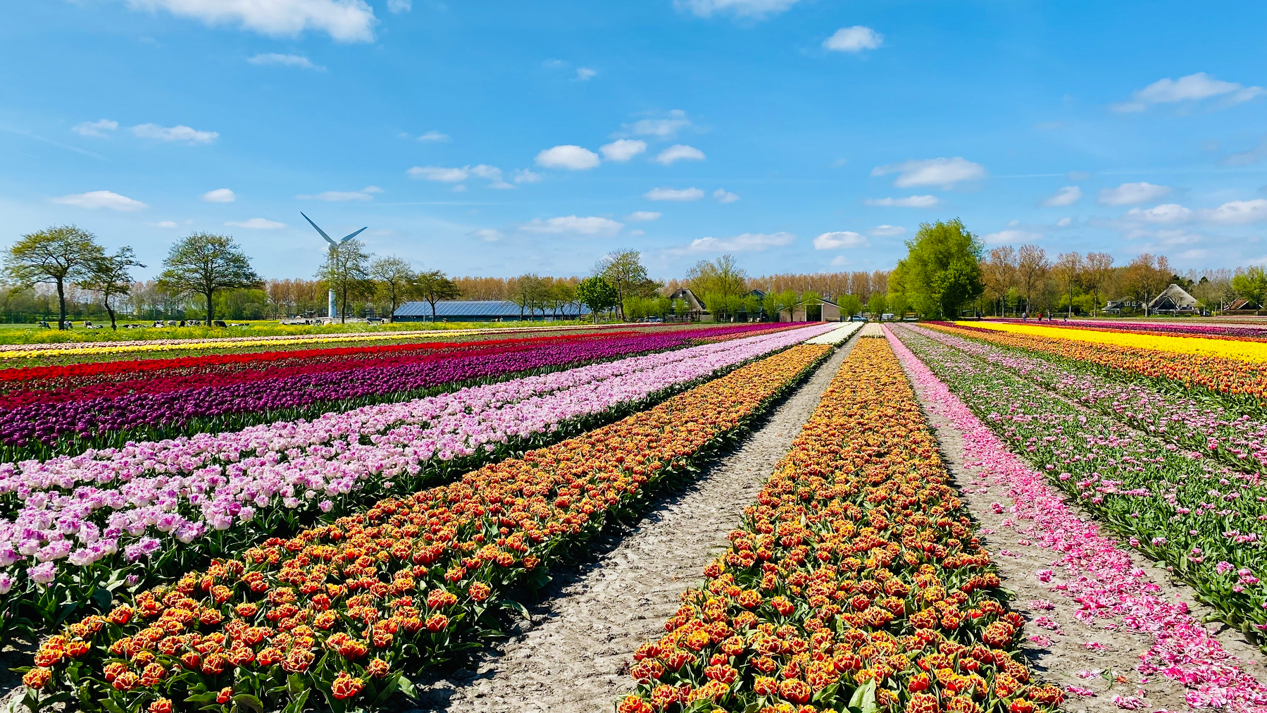 Vibrant rows of colorful tulips bloom under a bright blue sky